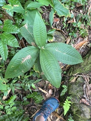 Miconia impetiolaris