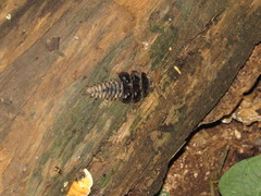 Platerodrilus ruficollis