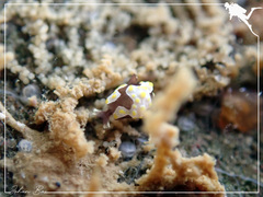 Colpodaspis thompsoni