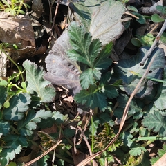 Geum canadense texanum