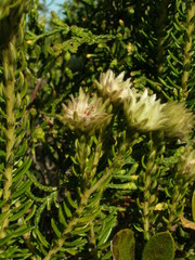 Phylica dodii