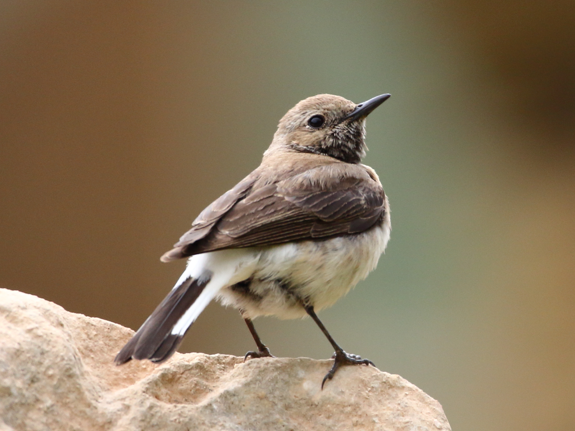 Eastern Black-eared Wheatear (Oenanthe melanoleuca)
