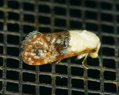 Eugnosta erigeronana