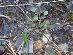 Packera paupercula appalachiana