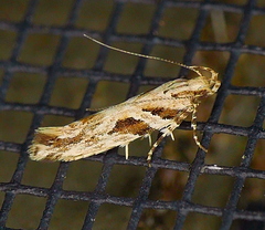 Aristotelia ivae