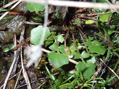 Leavenworthia exigua