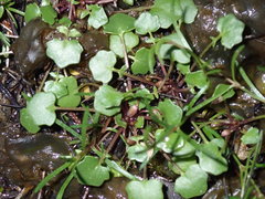 Leavenworthia exigua