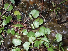 Leavenworthia exigua