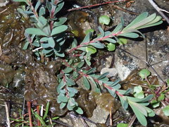 Hypericum dolabriforme