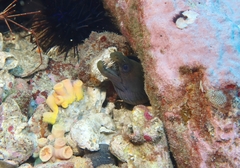 Enchelycore nigricans