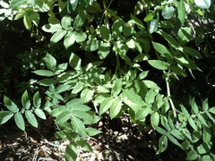 Solanum palustre