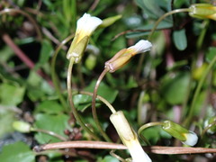 Leavenworthia exigua