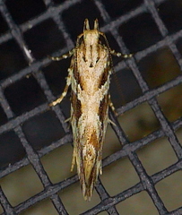 Aristotelia ivae