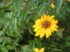 Aldama helianthoides