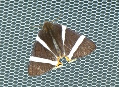 Lychnographa heroica