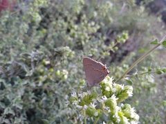 Strymon melinus