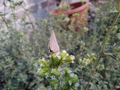 Strymon melinus