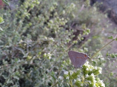 Strymon melinus