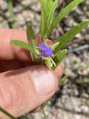 Polygala parviloba