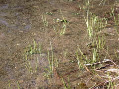 Eleocharis bifida