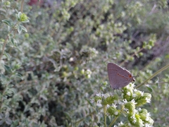Strymon melinus