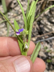 Polygala parviloba