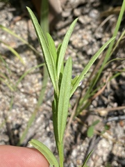 Polygala parviloba