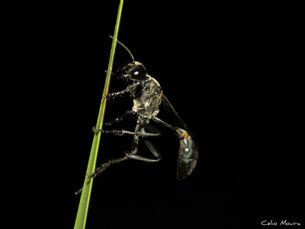 Eremnophila eximia