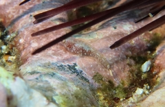 Apletodon wirtzi