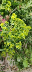 Euphorbia portlandica