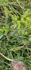 Euphorbia portlandica