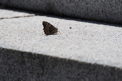 Neope goschkevitschii