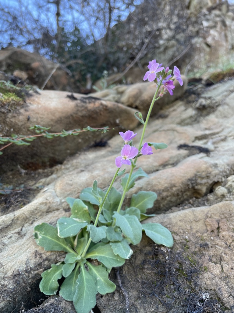modest rockcress