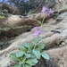 Modest Rockcress - Photo (c) chrisdan, some rights reserved (CC BY-NC)