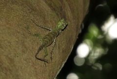 Draco quinquefasciatus