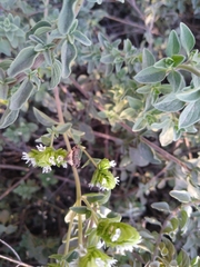 Tripudia