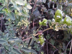 Tripudia