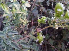 Tripudia