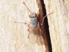 Lispocephala brachialis