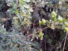 Tripudia