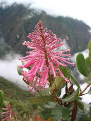 Oreocallis grandiflora