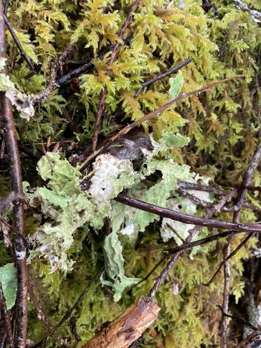 Broad leafy lettuce lichen growing on vegetation in the coastal forest near Greene Point.