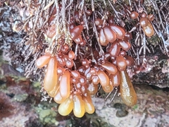 Botryocladia pseudodichotoma