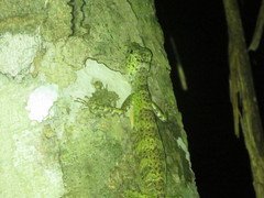 Draco quinquefasciatus