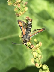 Pyropteron chrysidiforme