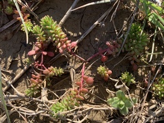 Sedum pulchellum