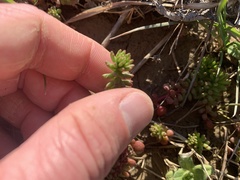 Sedum pulchellum