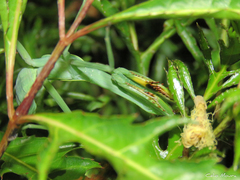 Stagmatoptera praecaria