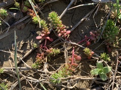 Sedum pulchellum
