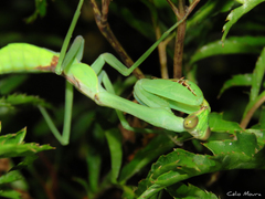 Stagmatoptera praecaria